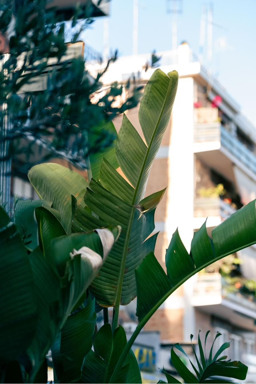 Piante tropicali all’ingresso del dehors